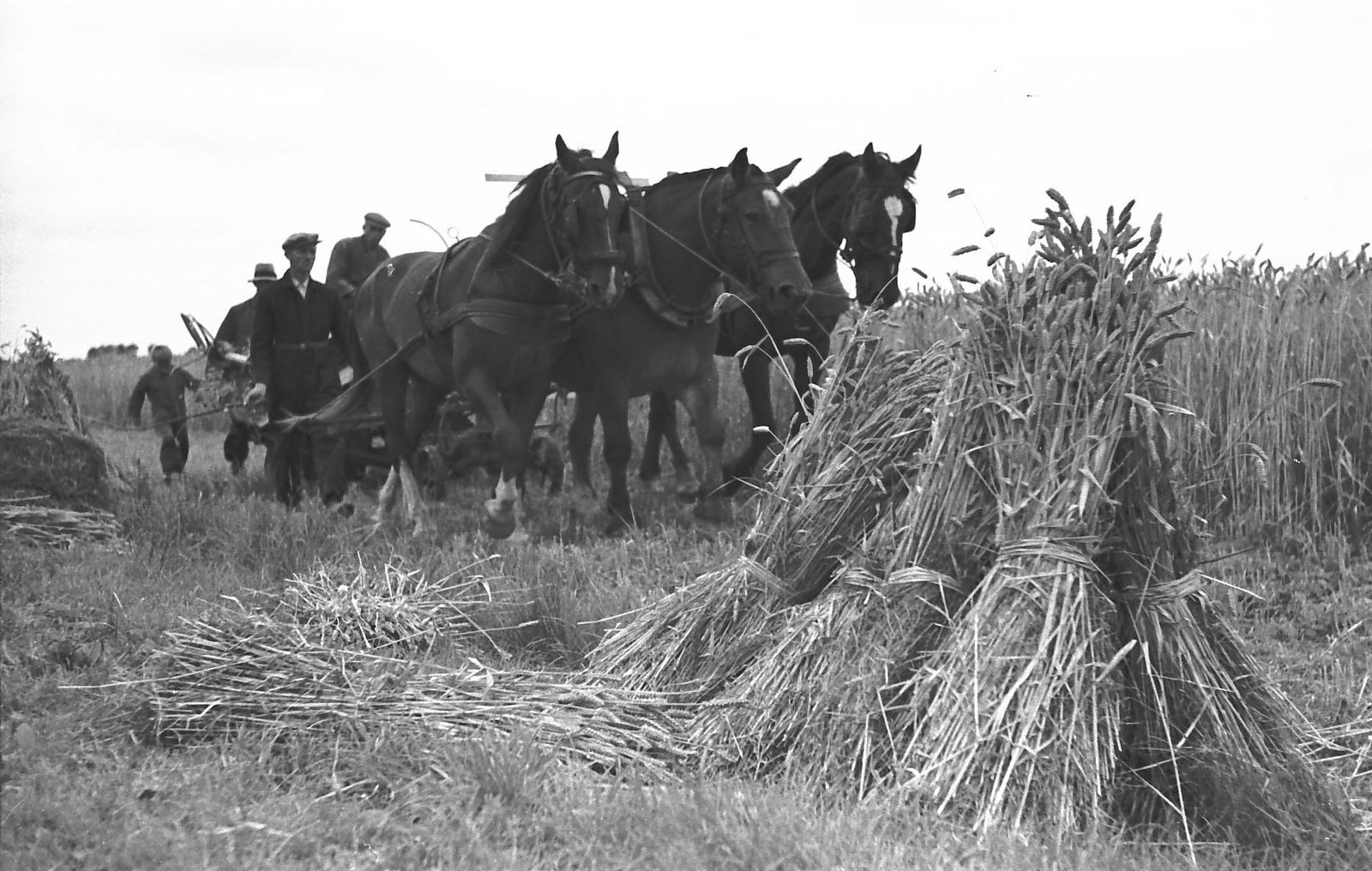Waiboer paarden