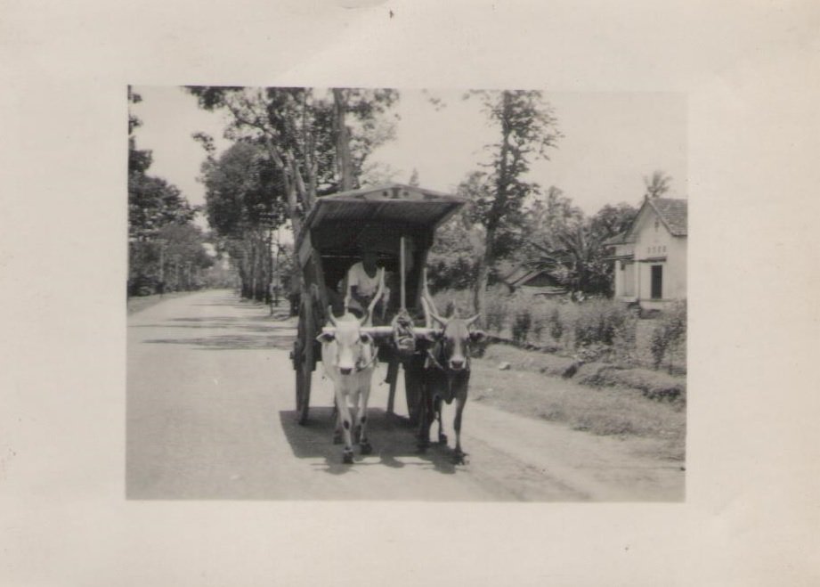 Ossenkarop de weg van Malang